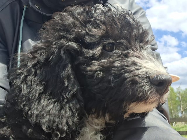 Bernedoodle
