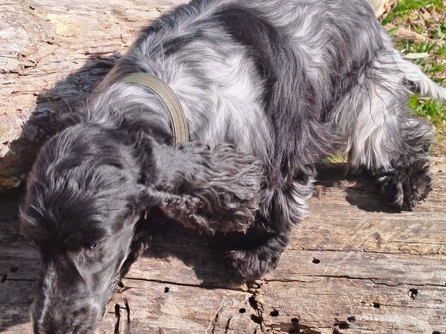 Cocker spaniel