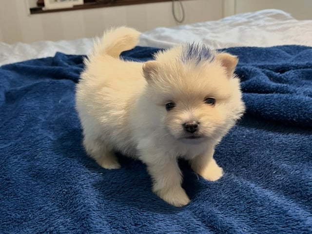 Puppy: Baloo
