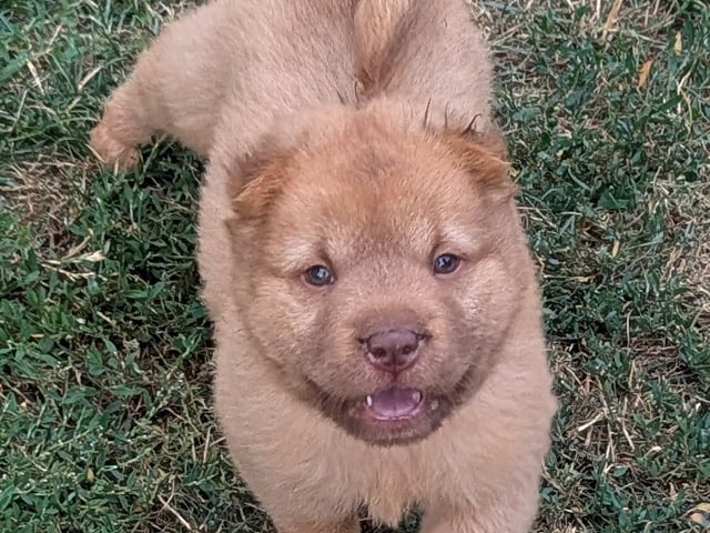 Shar pei