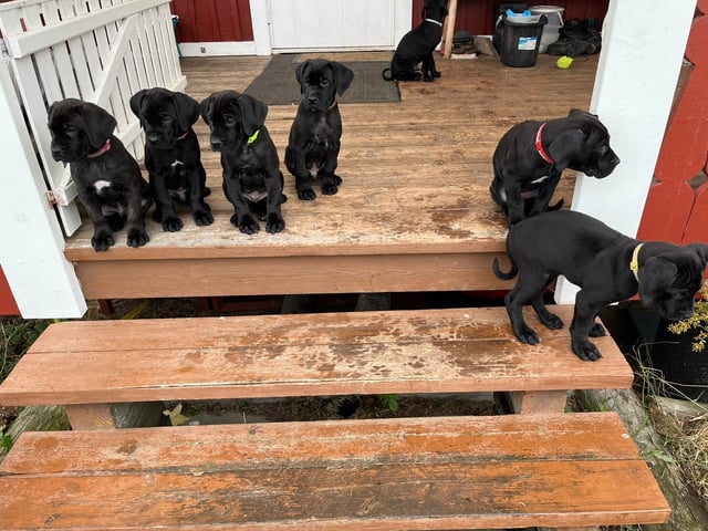 Cane corso · Dala-järna · Monika