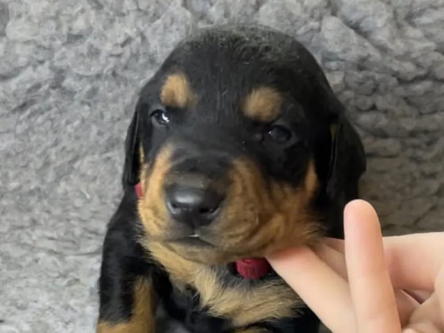 Pinscher