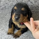 Pinscher