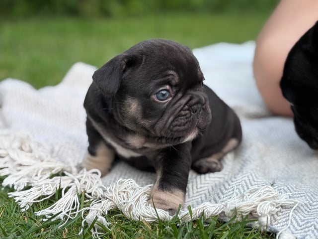 Fransk bulldog