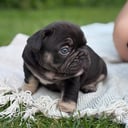 Fransk bulldogg