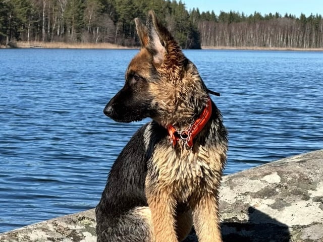 Schæferhund