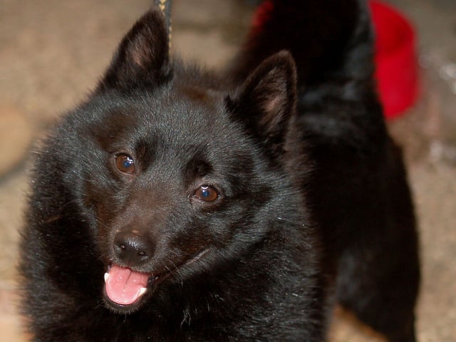 Schipperke