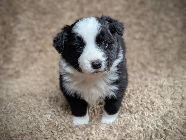 Border collie