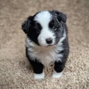 Border collie