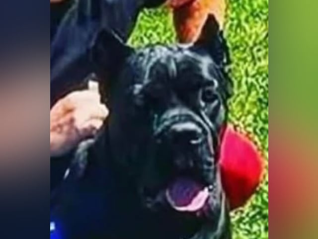 Cane Corso
