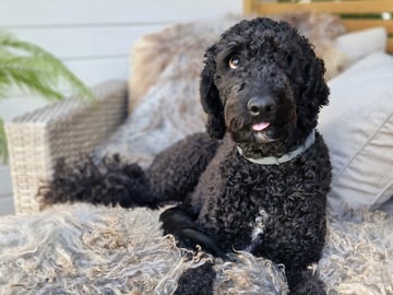 Smith Labradoodles