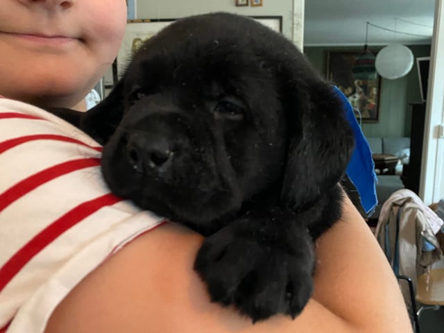 Labrador retriever · Svorkmo · Lyonette