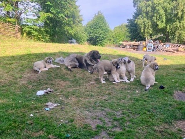 Ovtjarka blandning · Annerstad · Anders P.