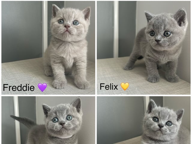 SE* Paws of mischief’s