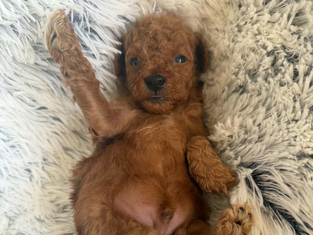 Toy puddel · Tumba · Samuel P.