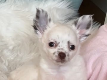 Chihuahua · Nacka · Andréa Fleischer