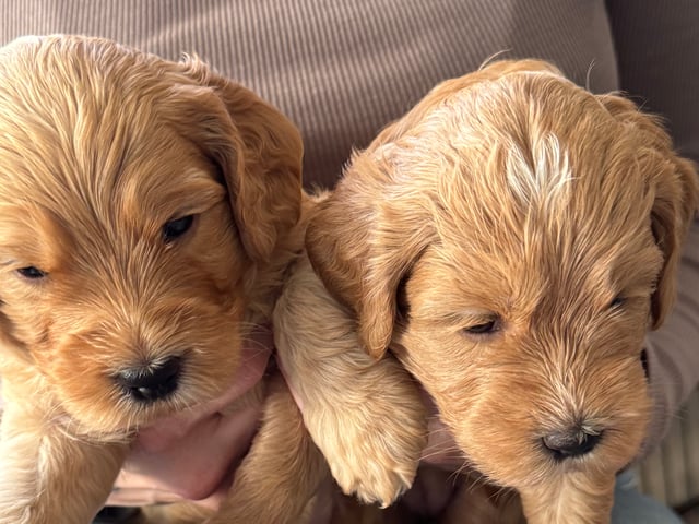 Labradoodle