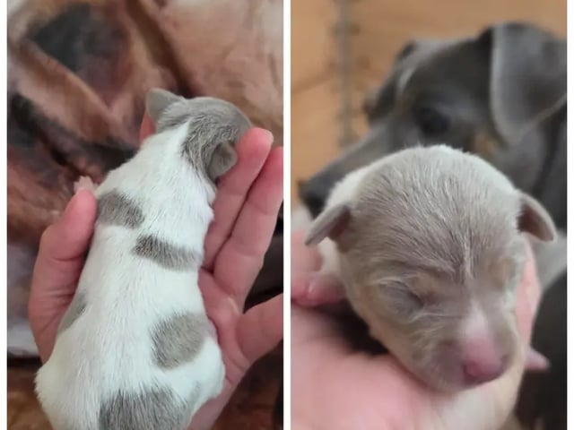 Terrier brasileiro