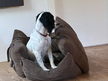 Cocker spaniel · Silkeborg · Casper B.