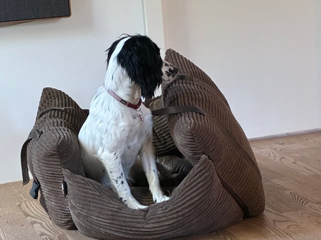 Cocker spaniel · Silkeborg · Casper B.