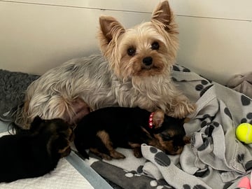 Mount Yorkie