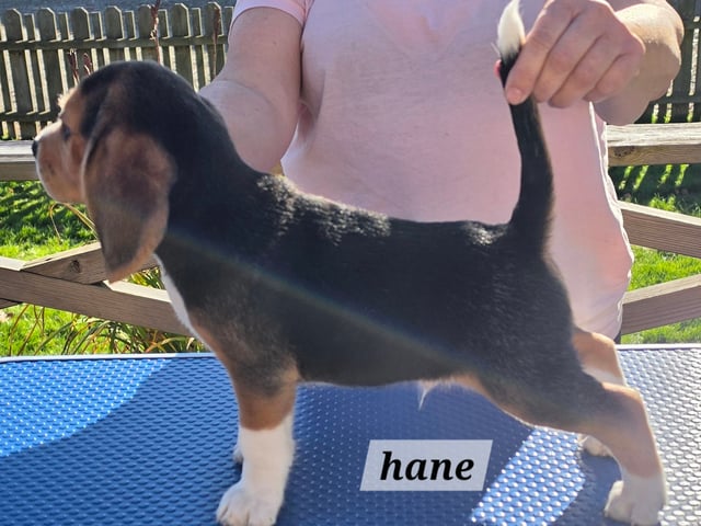 Beagle · Grimslöv · Marie H.