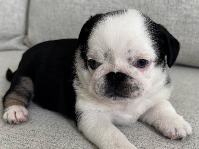 Mops