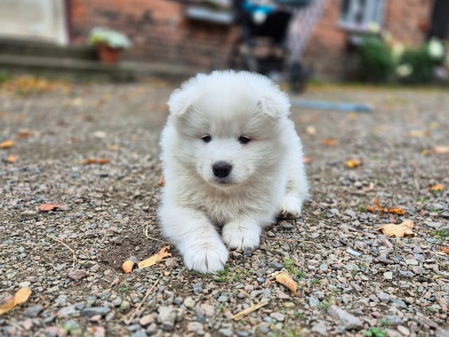 Samojedhund