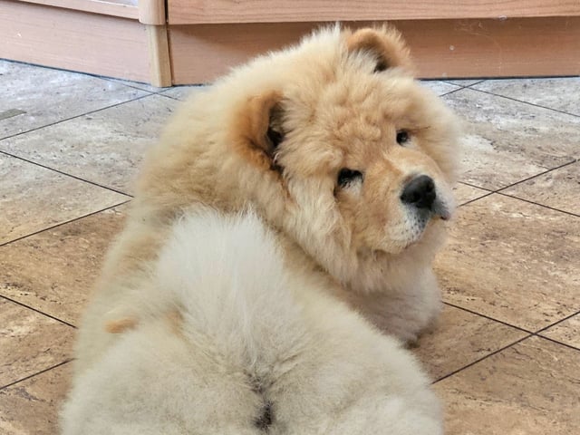 Chow chow