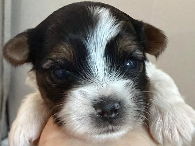Biewer terrier