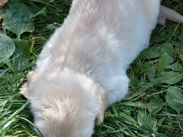 Labrador & Golden doodle · Munkfors · Joakim S.