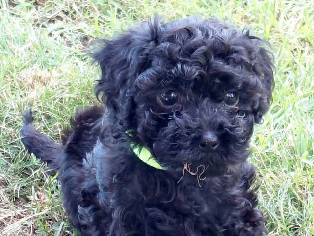 Cavapoo