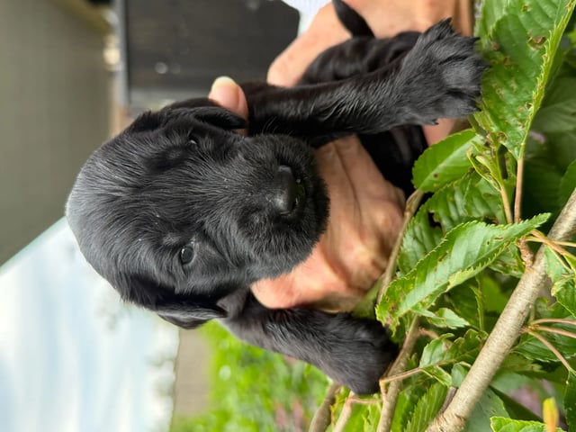 Flatcoated retriever