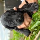 Flat coated retriever