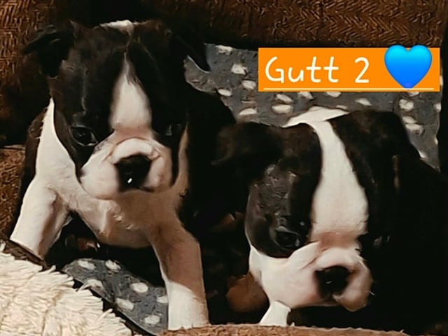 Boston Terrier valper selges 🥰
