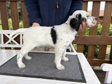 Engelsk setter · Levanger · Martin Gaard
