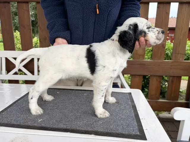 Engelsk setter