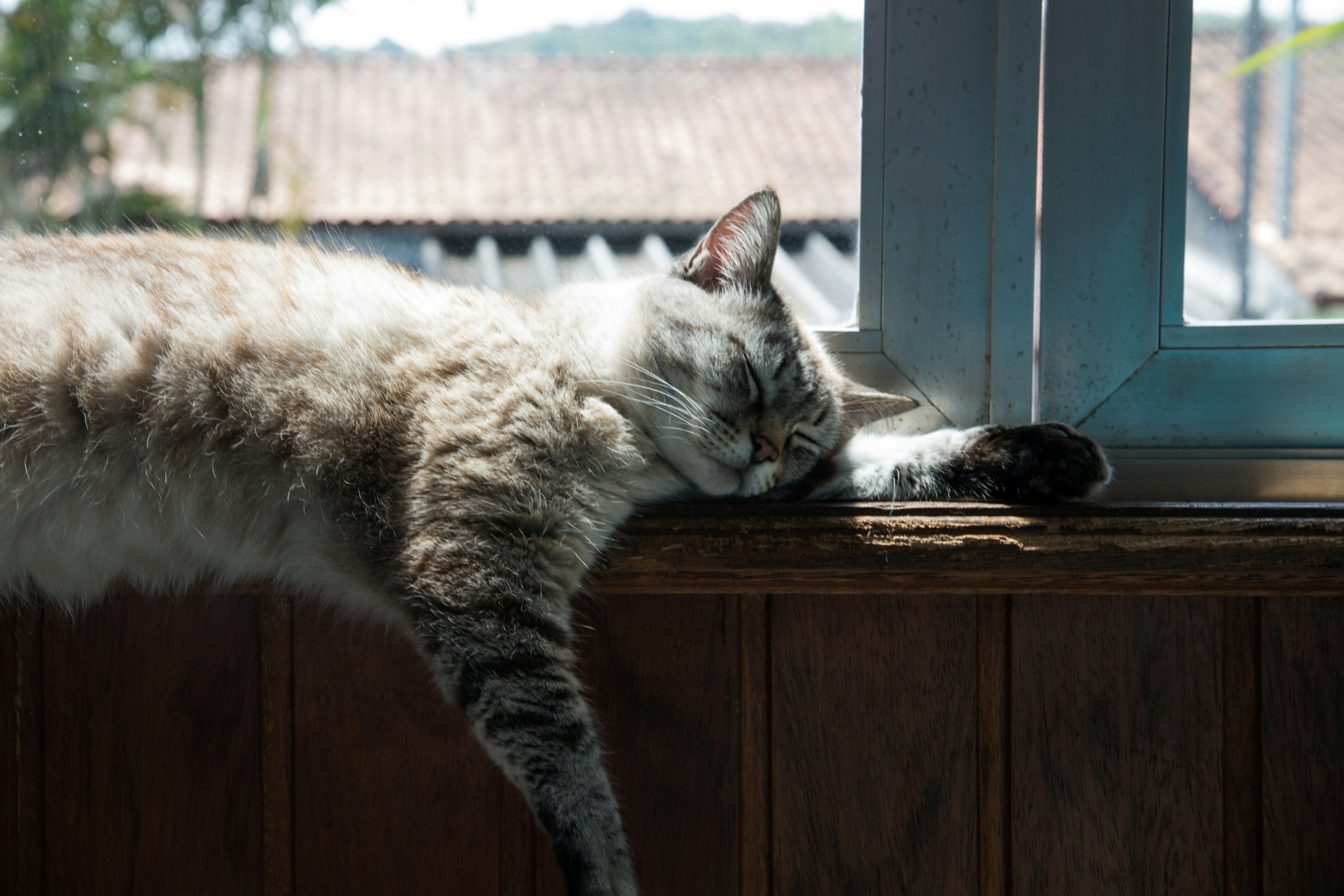 Kat, der hviler i skyggen om sommeren