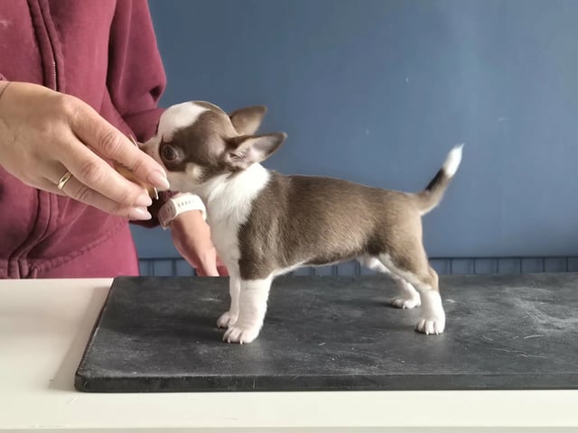 Chihuahua