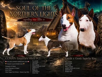 Miniature Bull Terrier · Sylling · Kinga György