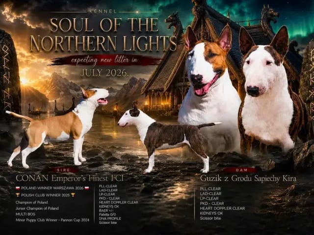 Miniature Bull Terrier