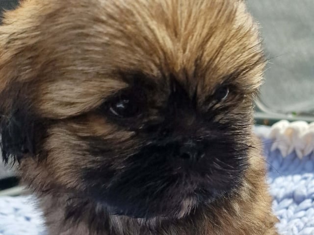 Shih Tzu