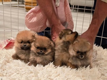 Pomeranian · Flekkerøy · Tiny DreamStar