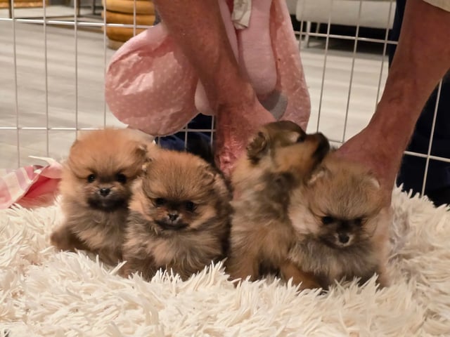 Pomeranian · Flekkerøy · Tiny DreamStar