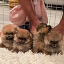 Pomeranian