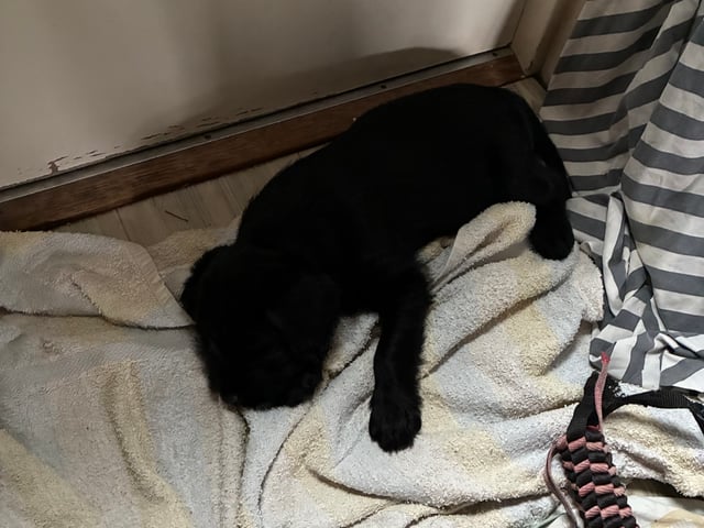Labrador & Golden doodle · Munkfors · Joakim S.
