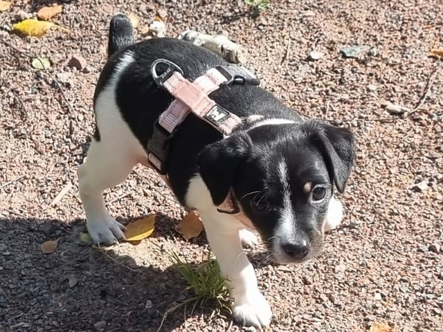 Dansk-svensk gårdhund