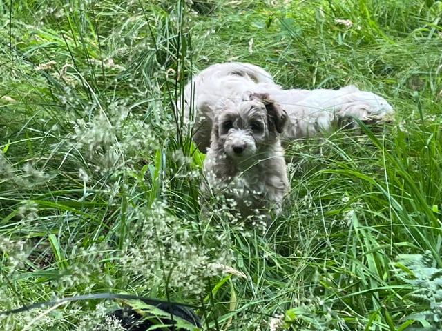 Aussiedoodle