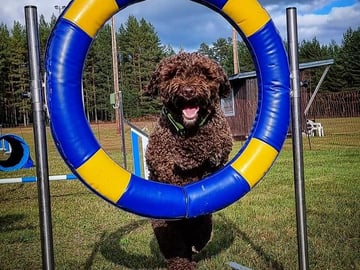 Kennel Bellamigo