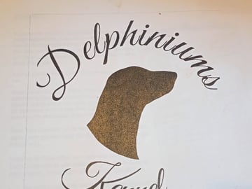 Delphiniums